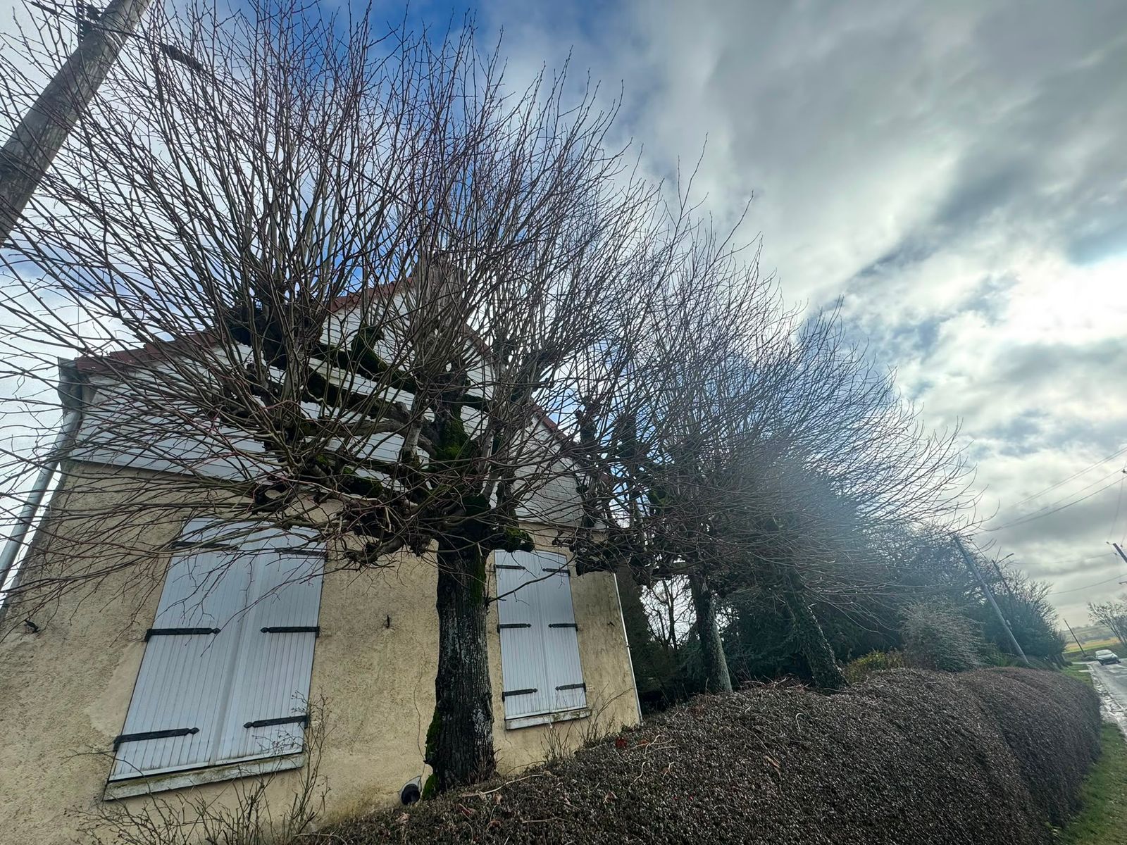 Remise en forme d'une haie de thuyas en bordure de voirie