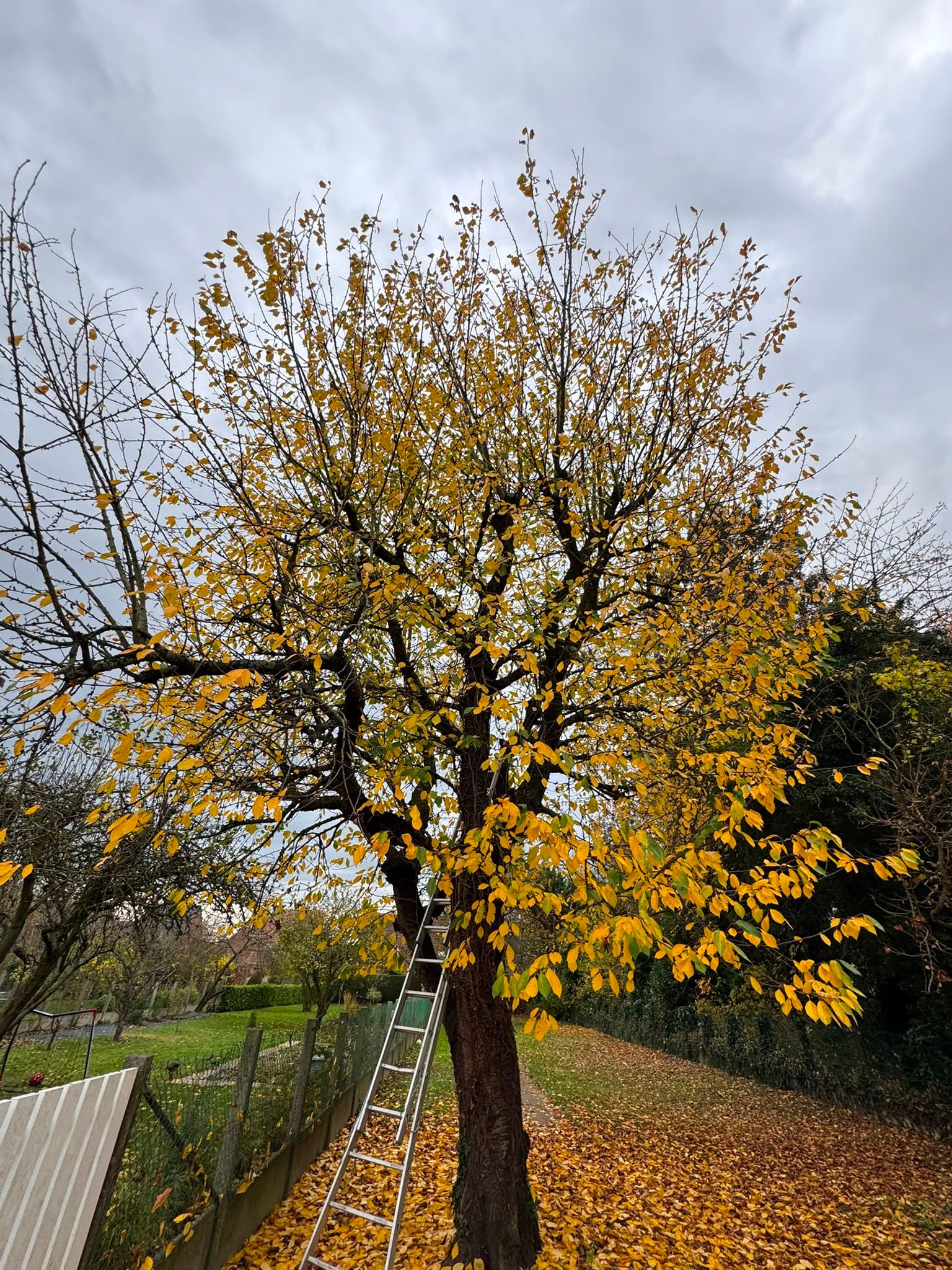 Réduction sévère d'un arbre feuillu trop proche de la maison