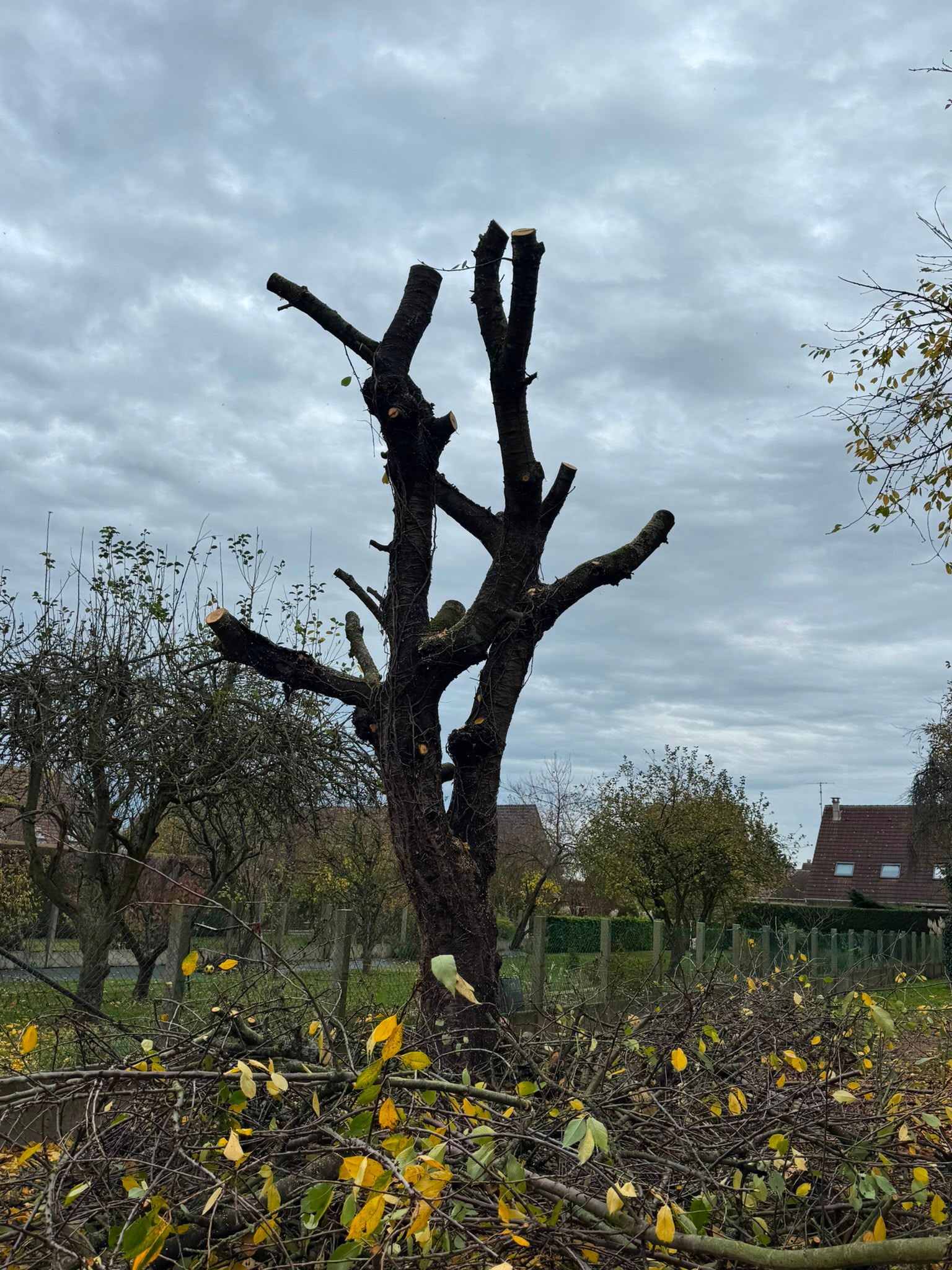 Réduction sévère d'un arbre feuillu trop proche de la maison