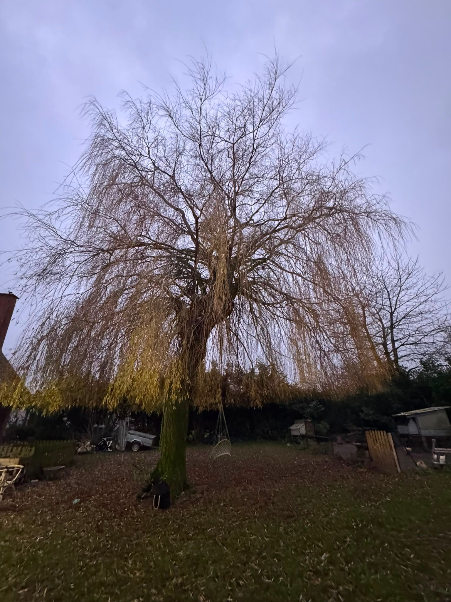 Taille d'un saule pleureur en hiver
