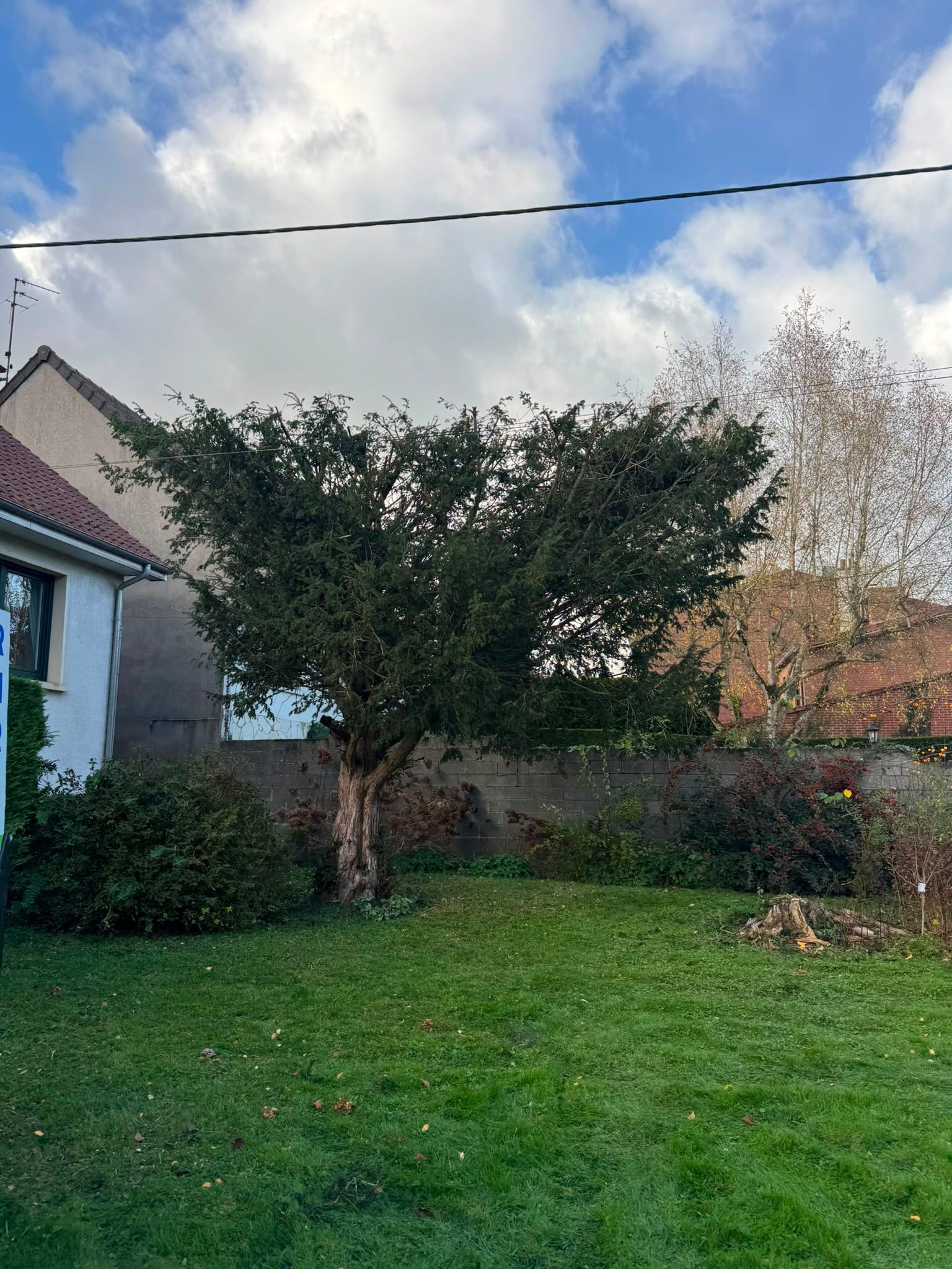 Taille d'une haie envahie de lierre et de ronces