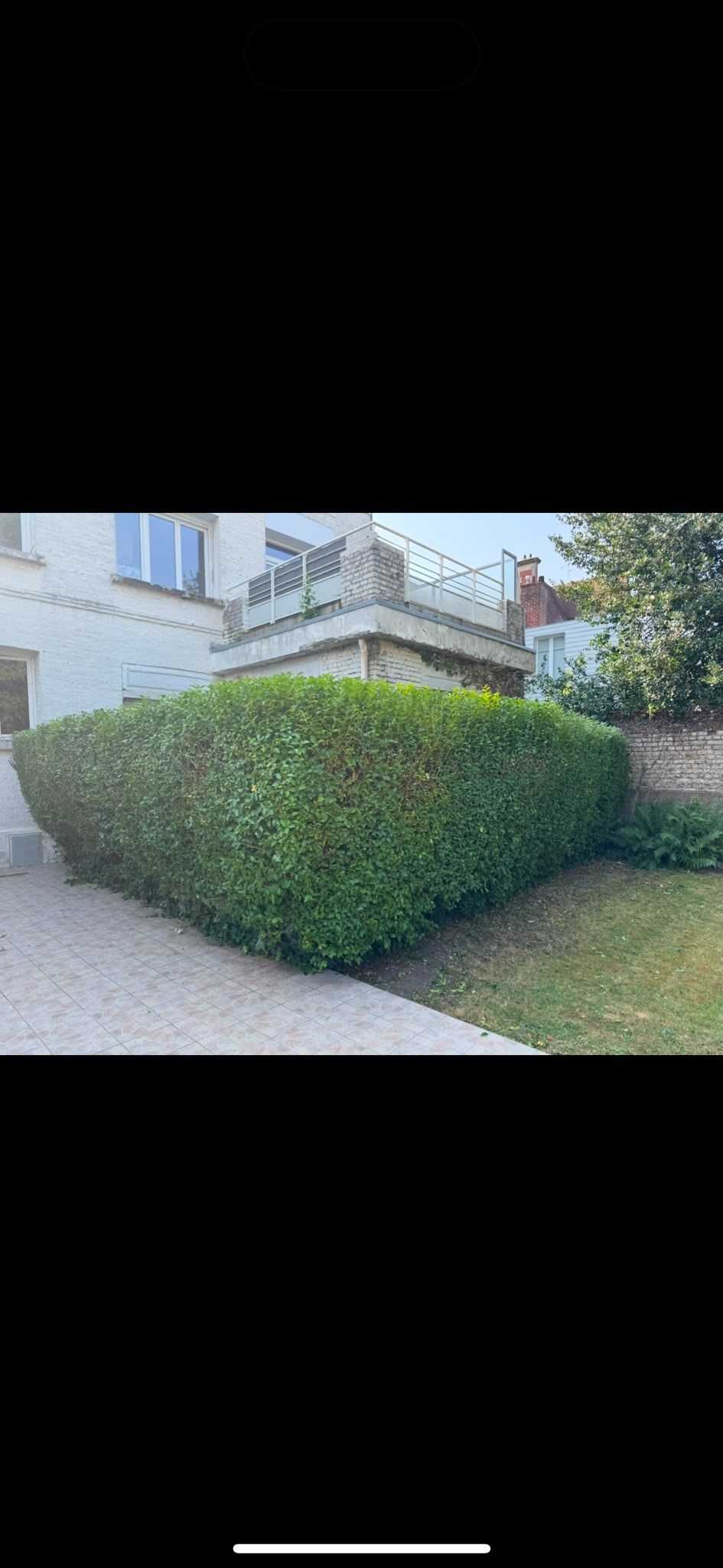 Taille d'une haie envahie de lierre et de ronces